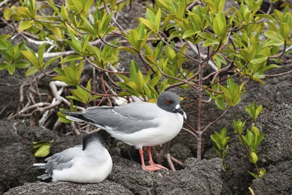 Seaman Journey - Full Galapagos Journey 