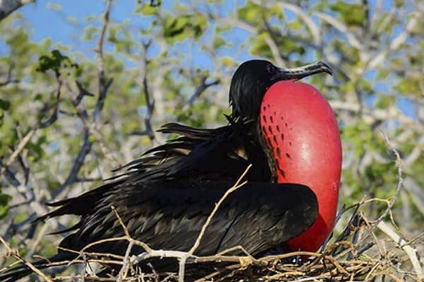 Seaman Journey - Full Galapagos Journey F1