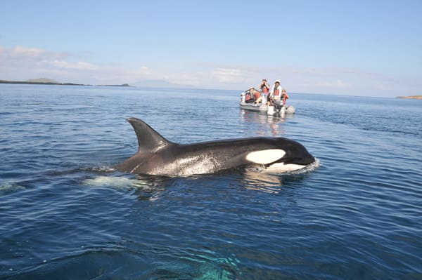 Sea Star (RG) - Southern Islands
