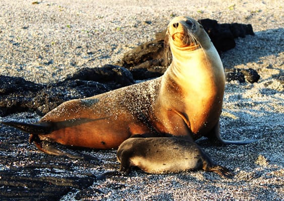 Sea Star (RG) - Southern Islands