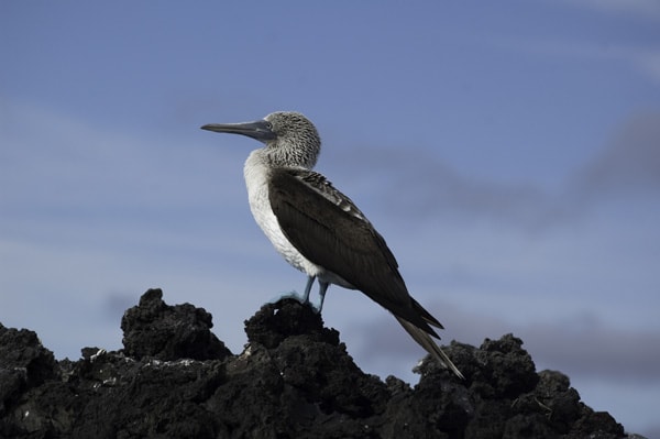 Sea Star (RG) - Western Islands