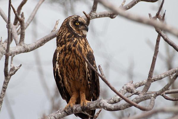 Bonita’s 7-Day Western Itinerary Day Seven - Short-eared Owl.