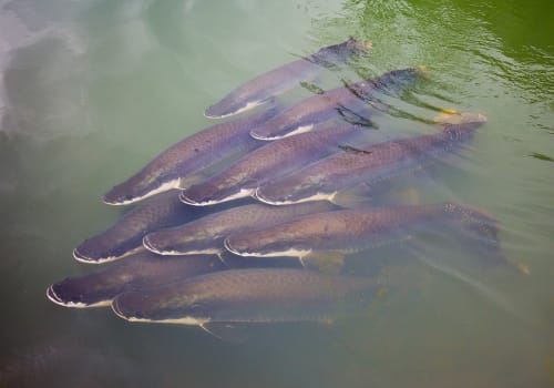 A,Group,Of,Young,Arapaima,,Largest,Freshwater