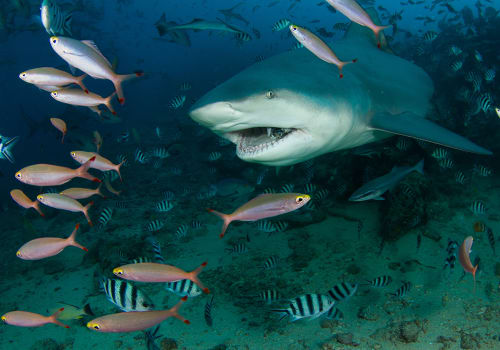 Bull Shark