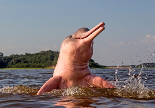 Boto,Amazon,River,Dolphin