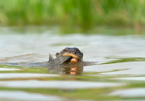 Close,Up,Of,A,Giant,River,Otter,Eating,A,Fish