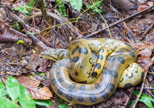 Yellow Anaconda Seen Deep In The Amazon