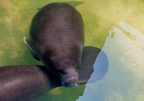 The Amazonian Manatee (trichechus Inunguis)