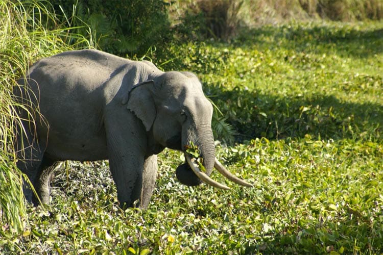 Sukapha - Brahmaputra Maximum - Day 5