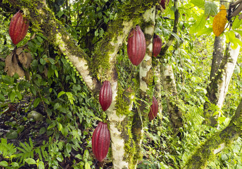 Cacao,Pods,(theobroma,Cacao).,This,Is,The,Hybrid,Ccn-51,Variety.