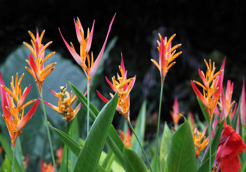 Heliconia,Psittacorum,Flower,Plant,In,Florida,Summer,Time