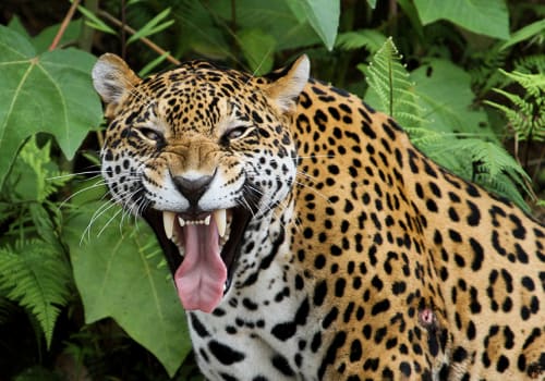 Jaguar,In,The,Amazon,Forest