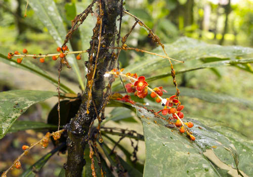 Clavija,Procera,(theophrastaceae).,Used,As,A,Snake,Bite,Remedy,By