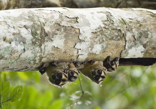 Top-6-Amazon-Rainforest-Monkeys-To-Spot-Main