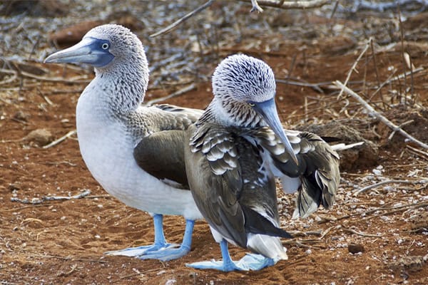 Tribute - Darwin's Odyssey