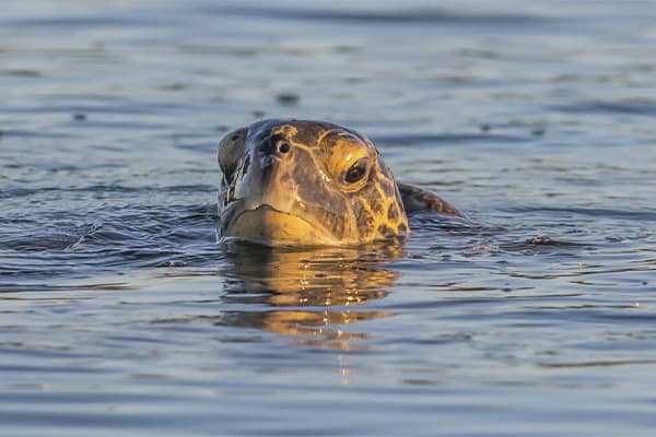 Tribute - Wildlife Discovery