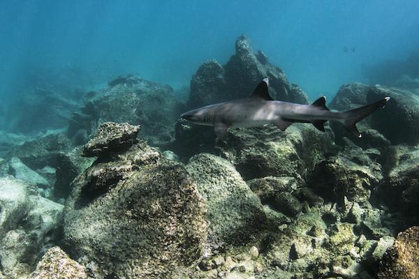 Ocean Spray's 8-Day Itinerary 'A' Day Four - White-tipped Reef Sharks.